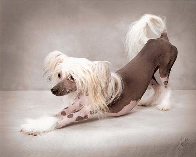 chinese-hairless-puppies.jpg