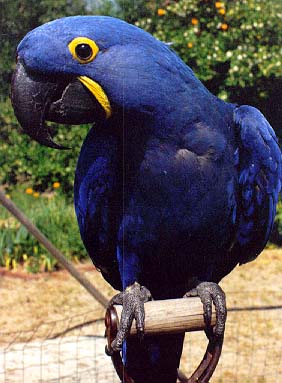 hyacinth_macaw