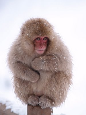 snow_macaque1