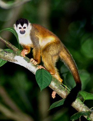 squirrel-monkey-web