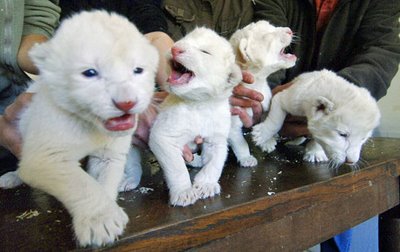 white_lion_cubs1